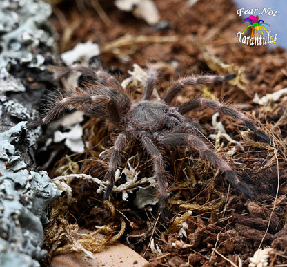 Nhandu tripepii (Brazilian Giant Blonde Tarantula) about 1/3" - 1/2" 😍💖 Feel The Love! READY FEB 3RD