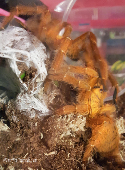 Pterinochilus murinus (Orange Baboon Tarantula, OBT)  about 1/2" - 3/4" IN STORE ONLY DUE TO BEING TOO NEAR MOLTING TO SHIP 3/5