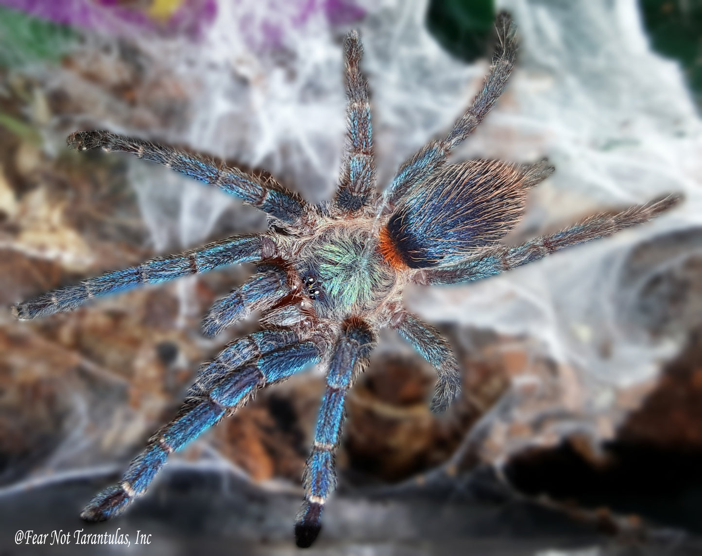 Dolichothele diamantinensis (Brazilian Blue Dwarf Beauty Tarantula) about 3/4" - 1"