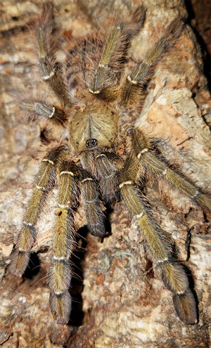 Omothymus schioedtei   (Malaysian Earthtiger Tarantula) 5" Female *IN STORE ONLY AT THIS TIME*