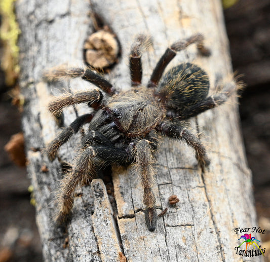 Ornithoctoninae sp Ho Chi Minh (Ho Chi Minh Earthtiger) about 1 1/2" *Super Rare!