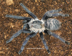 Ornithoctoninae sp. Laos ("Prison des Arbeilles") 2"- 3" *RARE*