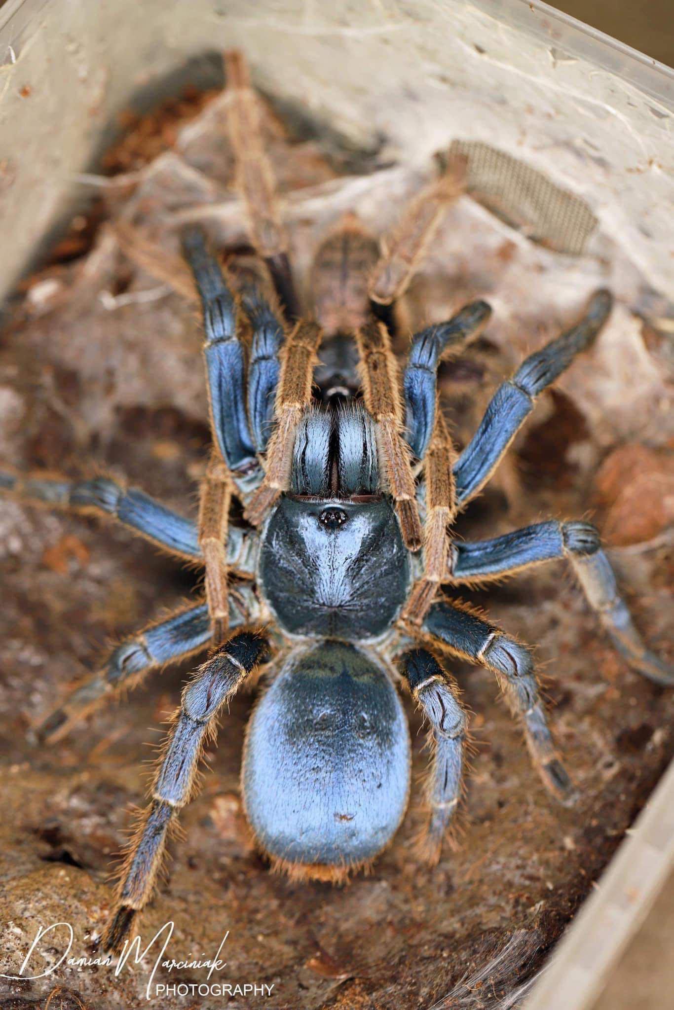 Ornithoctoninae sp. Vietnam Silver Tarantula about 3/4" - 1"