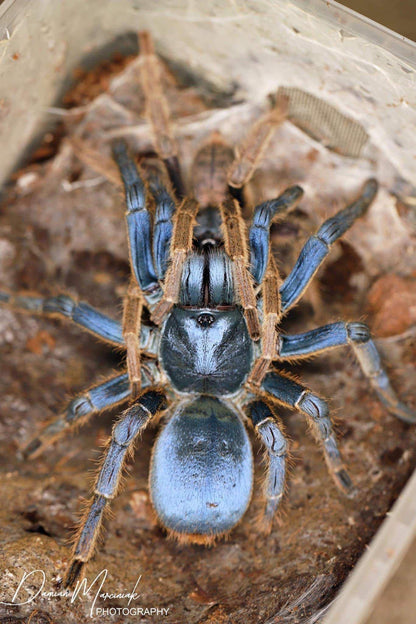Ornithoctoninae sp. Vietnam Silver Tarantula about 3/4" - 1" *** IN-STORE ONLY DUE TO PREMOLT AS OF 1/22 ***