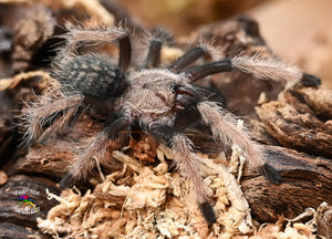 Ornithoctoninae sp. Laos ("Prison des Arbeilles") 2"- 3" *RARE*