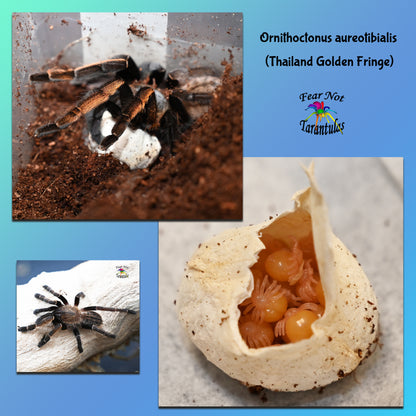 Ornithoctonus aureotibialis (Thailand Gold Fringe Tarantula) about 1 1/4" FREE for orders $200.00 and over. (after discounts and does not include shipping) One freebie per shipment.