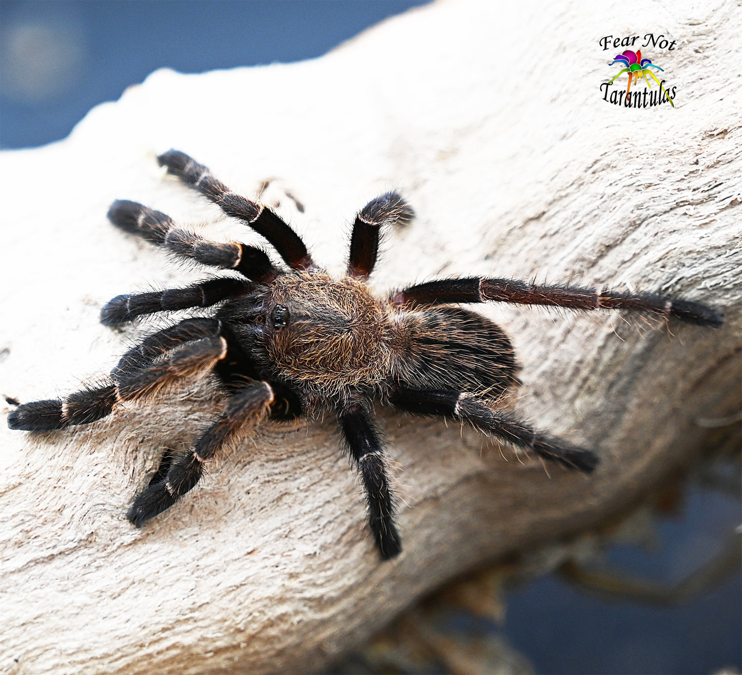 Ornithoctonus aureotibialis (Thailand Gold Fringe Tarantula) about 1 1/4" FREE for orders $200.00 and over. (after discounts and does not include shipping) One freebie per shipment. - Fear Not Tarantulas, Inc. Ornithoctonus aureotibialis (Thailand Gold Fringe Tarantula) about 1 1/4" FREE for orders $200.00 and over. (after discounts and does not include shipping) One freebie per shipment.