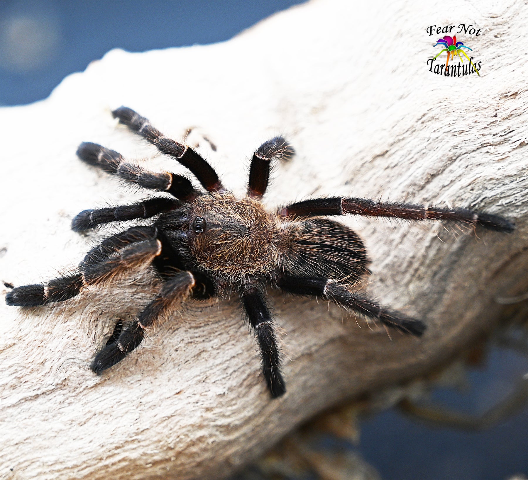 Ornithoctonus aureotibialis (Thailand Gold Fringe Tarantula) about 1 1/4" FREE for orders $200.00 and over. (after discounts and does not include shipping) One freebie per shipment. - Fear Not Tarantulas, Inc. Ornithoctonus aureotibialis (Thailand Gold Fringe Tarantula) about 1 1/4" FREE for orders $200.00 and over. (after discounts and does not include shipping) One freebie per shipment.
