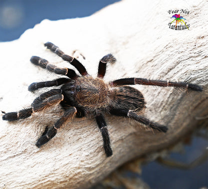 Ornithoctonus aureotibialis (Thailand Gold Fringe Tarantula) about 1 1/4" FREE for orders $200.00 and over. (after discounts and does not include shipping) One freebie per shipment. - Fear Not Tarantulas, Inc. Ornithoctonus aureotibialis (Thailand Gold Fringe Tarantula) about 1 1/4" FREE for orders $200.00 and over. (after discounts and does not include shipping) One freebie per shipment.
