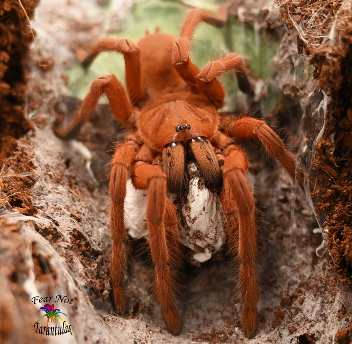 Orphnaecus philippinus (Philippine Tangerine Tarantula) about 3/4" - 1"  FREE for orders $175.00 and over. (after discounts and does not include shipping) One freebie per shipment