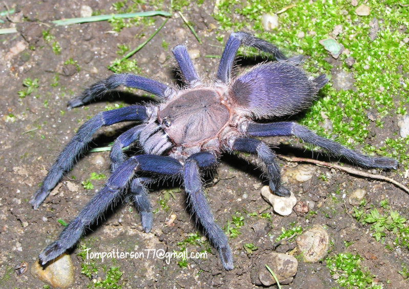 Orphnaecus sp. Quezon Blue  (Quezon Blue Earth Tiger Tarantula) about 1/2" - 3/4"