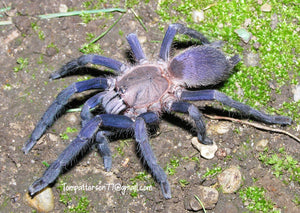 Orphnaecus sp. Quezon Blue  (Quezon Blue Earth Tiger Tarantula) about 1 1/2" +