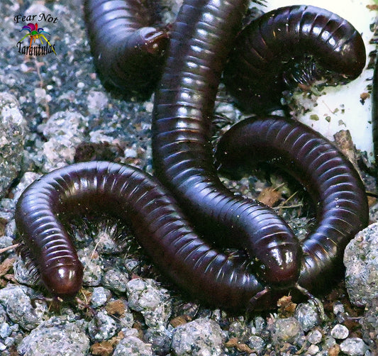 Orthoporus ornatus (Giant Chocolate Desert Millipede) 4" - 5"