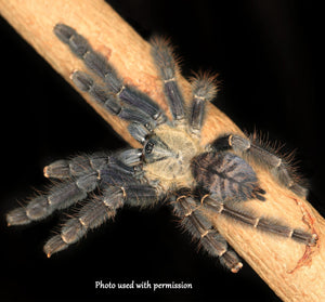 Phormingochilus pennellhewlettorum (Bario Bat Eater) Tarantula about 3/4"