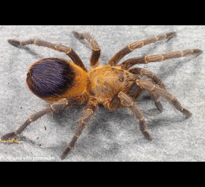 Pseudhapalopus sp Colombia Tarantula *Very Rare* about 1/4" - 1/2"  much like the P. sp blue but with purple on it!