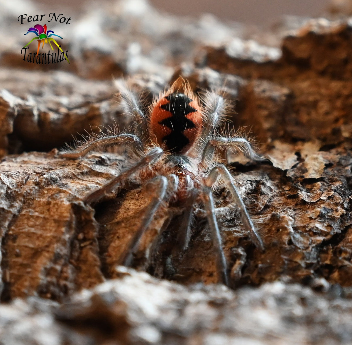 Pamphobeteus sp. mascara Tarantula 2 1/2" - 3" Unsexed Juvenile