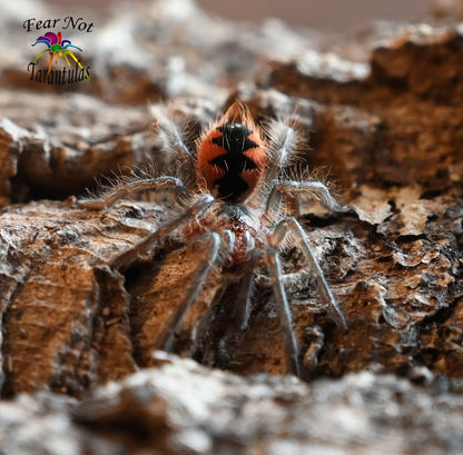 Pamphobeteus sp. mascara Tarantula 2 1/2" - 3" Unsexed Juvenile