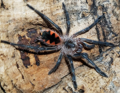 Pamphobeteus sp. platyomma (Brazilian Pink Bloom Tarantula)  about  1 1/2" - 1 3/4"