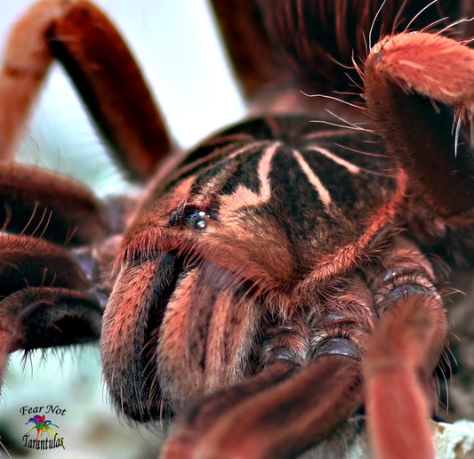 Pamphobeteus sp solaris  (Colombian Pink Sunburst) Tarantula about 1 1/2"  One of the most beautiful species! FOR SALE ONLY IN THE SHOP.  WE CANNOT SHIP THEM UNTIL THEY MOLT AGAINI.
