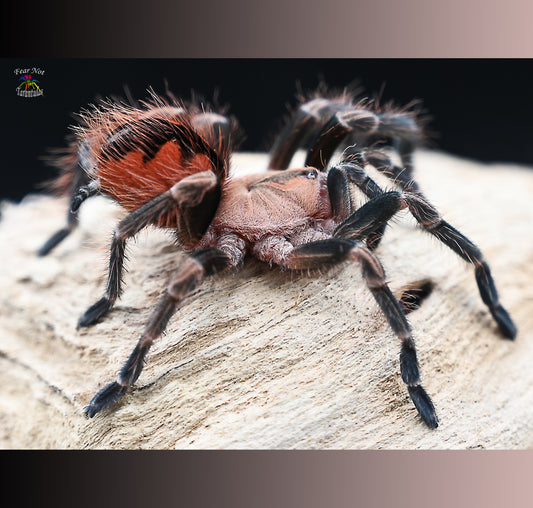 Pamphobeteus sp. mascara Tarantula about  2" - 2 1/2"