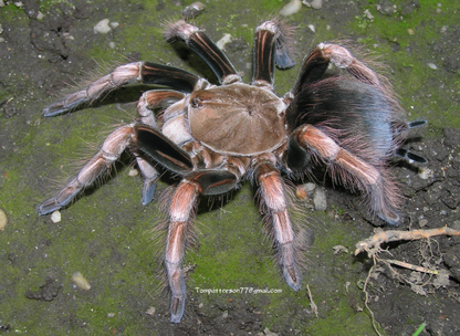Pamphobeteus sp. mascara Tarantula 2 1/2" - 3" Unsexed Juvenile