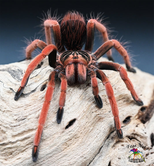 Pamphobeteus sp solaris  (Colombian Pink Sunburst) Tarantula about 1 1/2"  One of the most beautiful species! FOR SALE ONLY IN THE SHOP.  WE CANNOT SHIP THEM UNTIL THEY MOLT AGAINI.