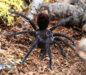 Pamphobeteus sp Manabi (Manabi Giant Birdeater) about 2"- 2 1/2"
