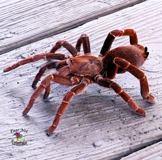 Pelinobius muticus (King Baboon Tarantula)  1"  FREE for orders $250 and over.  (after discounts and does not include shipping) One freebie per shipment.