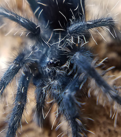 Phormictopus Cancerides (Hispaniolan Giant Tarantula) about 1/2" - 3/4"