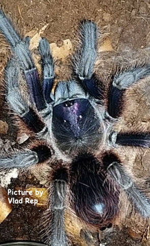 Phormictopus Cancerides (Hispaniolan Giant Tarantula) about 1/2" - 3/4"