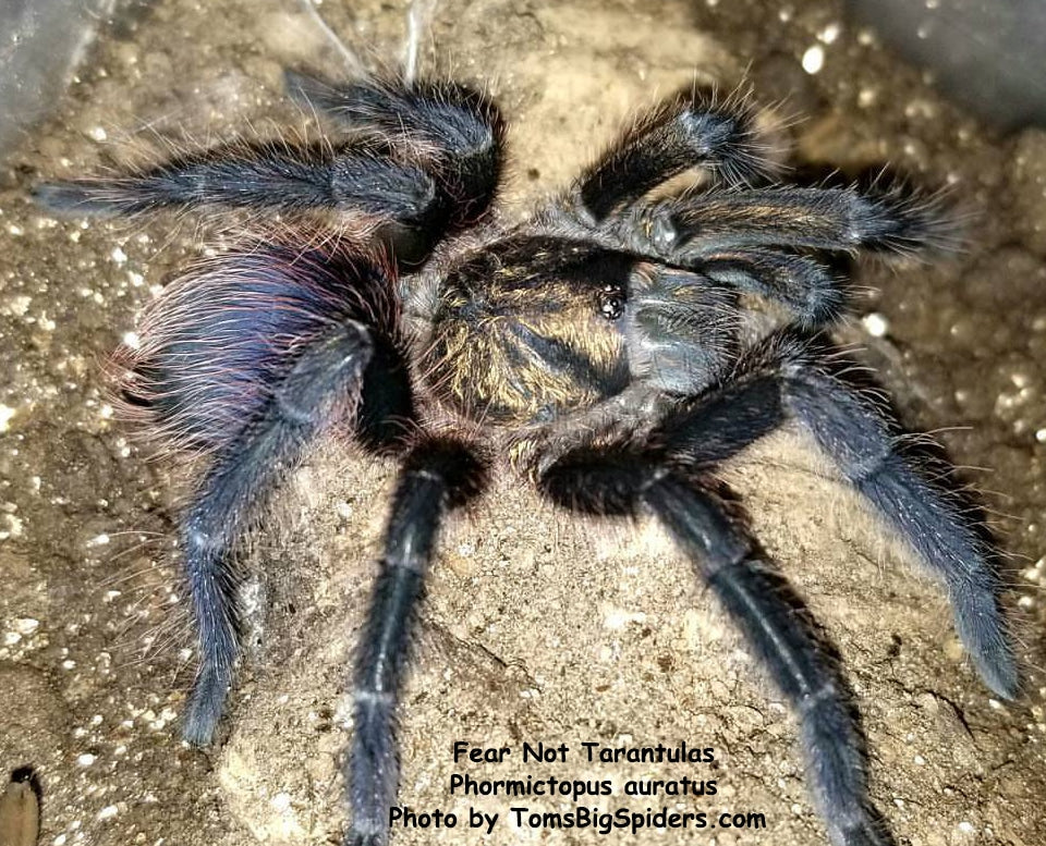 Phormictopus auratus (Bronze Tarantula) about 2" - 2.5" Juvenile 💜FEMALE💜