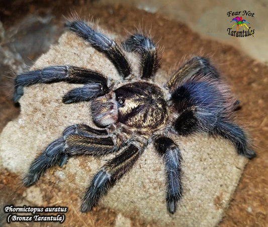 Phormictopus auratus (Bronze Tarantula)  about 1" - 1 1/4"