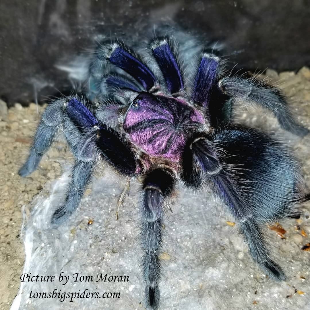 Phormictopus sp. Dominican Purple about  1"