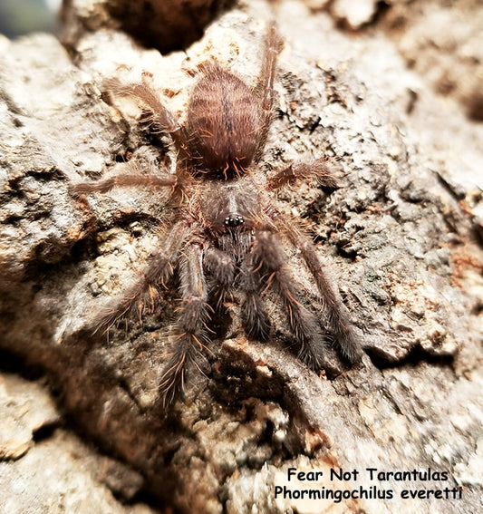 Phormingochilus everetti (Sarawak Earth Tiger Tarantula) about 1" FREE For order $300 and over!  (after discounts and does not include shipping) One freebie per shipment.