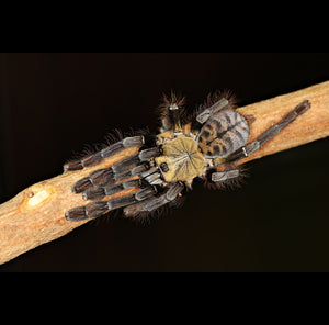 Phormingochilus sp. "Akcaya"  Tarantula COMING SOON! SIGN UP FOR AN EMAIL ALERT