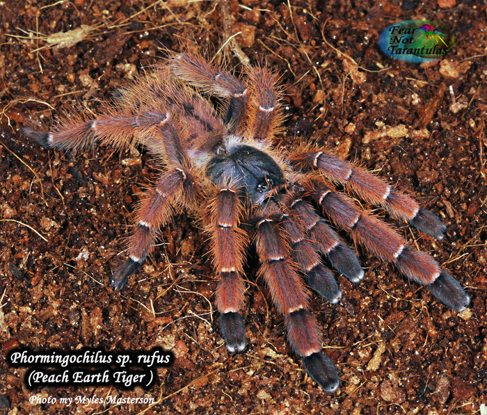 Phormingochilus sp. rufus (Peach Earth Tiger Tarantula) about  1" - 1 1/4" TOO NEAR MOLTING TO SHIP RIGHT NOW.