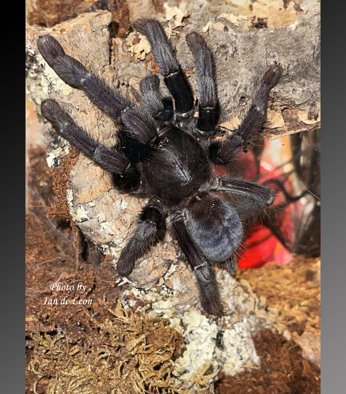 Phormingochilus arboricola (Borneo Black) Tarantula about  1" - 1 1/2"