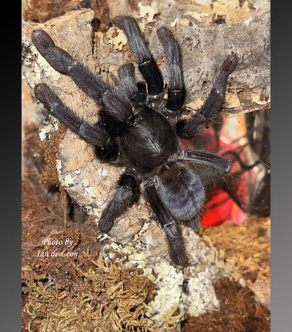 Phormingochilus arboricola (Borneo Black) Tarantula about  1" - 1 1/2"