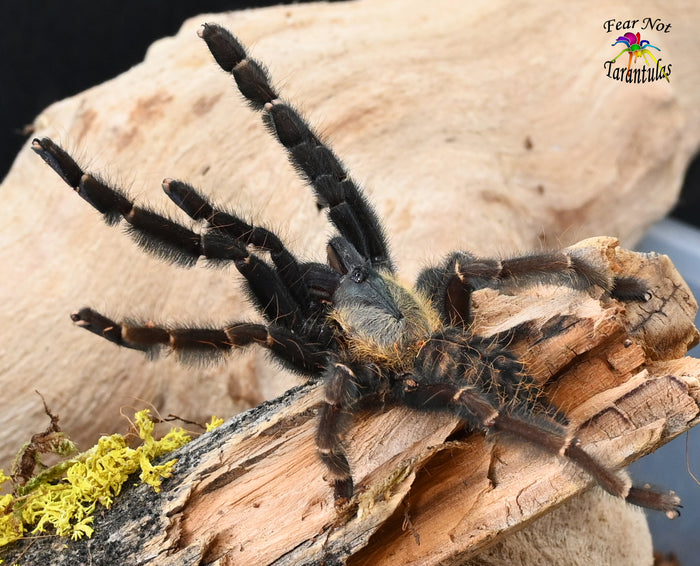 Phormingochilus pennellhewlettorum (Bario Bat Eater) Tarantula about 3/4"