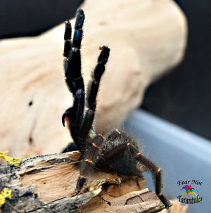 Phormingochilus pennellhewlettorum (Bario Bat Eater) Tarantula about 3/4"