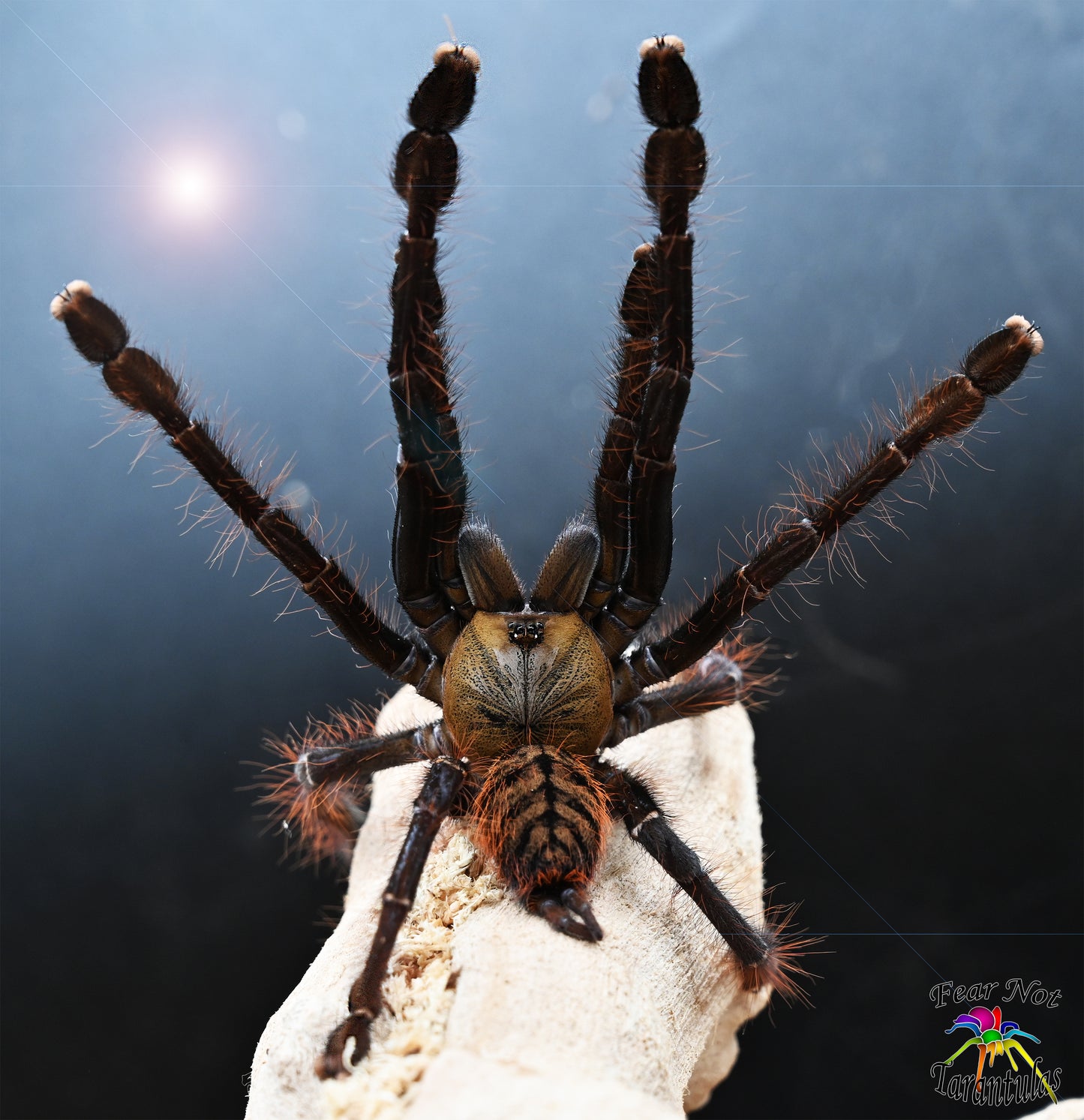 Phormingochilus sp. Akcaya  Tarantula about 1 1/4"