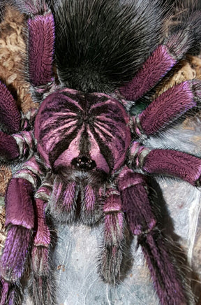 Pamphobeteus sp. platyomma (Brazilian Pink Bloom Tarantula)  about  1 1/2" - 1 3/4"