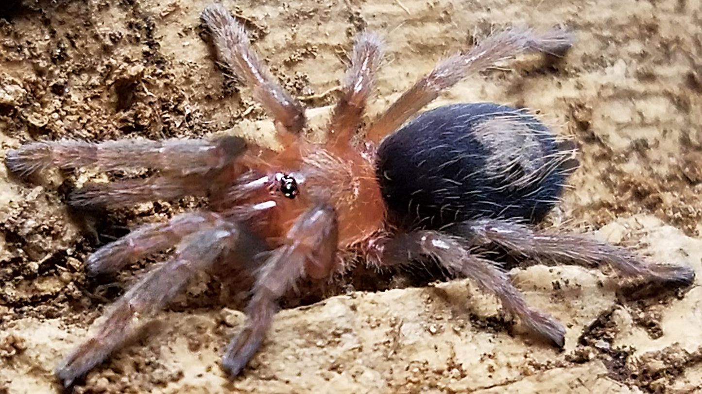 Plesiopelma sp Bolivia Tarantula about 3/4" - 1"