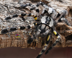 Poecilotheria regalis (Indian Ornamental Tarantula) about 1 1/2" TOO NEAR MOLTING TO SHIP. SIGN UP FOR AN EMAIL ALERT!