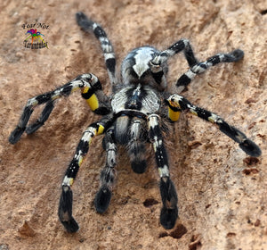 Poecilotheria regalis (Indian Ornamental Tarantula) about 1 1/2" TOO NEAR MOLTING TO SHIP. SIGN UP FOR AN EMAIL ALERT!