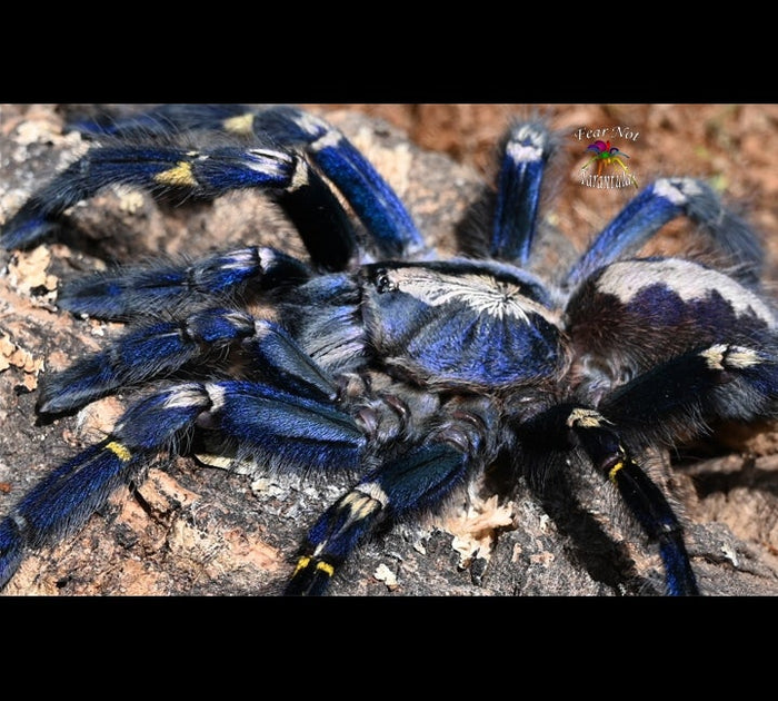 Poecilotheria metallica (Gooty Sapphire Ornamental Tarantula) UNSEXED  2" - 2 1/2"
