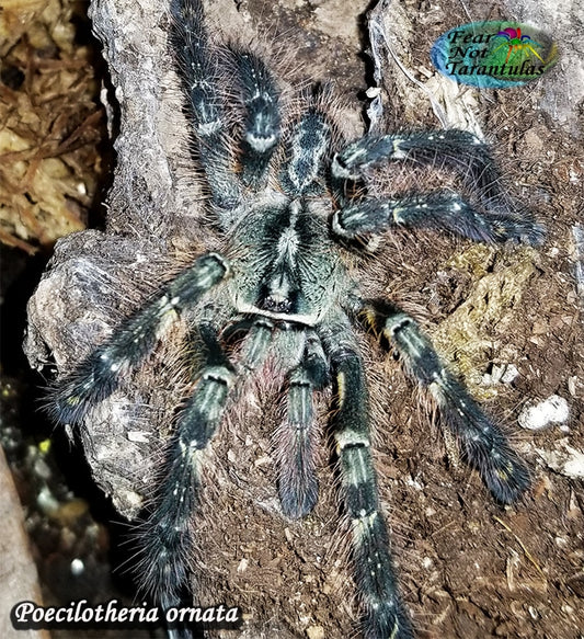 Poecilotheria ornata (Fringed ornamental Tarantula) about 1" - 1 1/4" VIRGINIA SALES ONLY FREE for orders $125.00 and over. (after discounts and does not include shipping) One freebie per shipment. - Fear Not Tarantulas, Inc. Poecilotheria ornata (Fringed ornamental Tarantula) about 1" - 1 1/4" VIRGINIA SALES ONLY FREE for orders $125.00 and over. (after discounts and does not include shipping) One freebie per shipment.