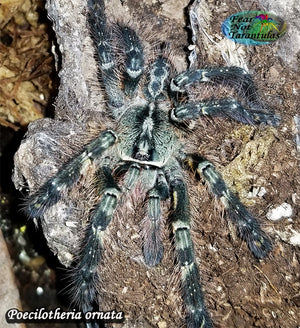 Poecilotheria ornata (Fringed ornamental Tarantula) about  2" VIRGINIA SALES ONLY