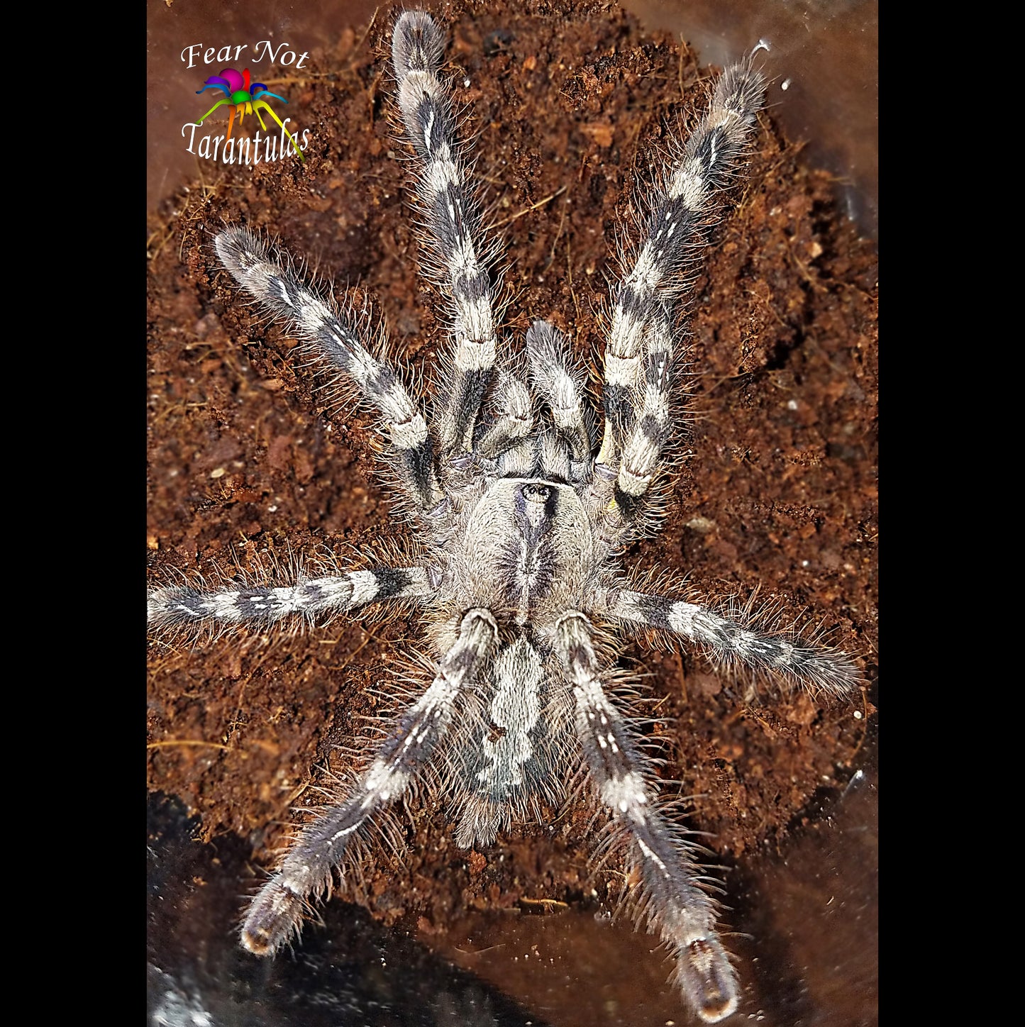 Poecilotheria striata (Mysore Ornamental Tarantula) about 3/4" - 1"