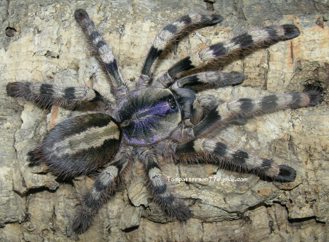 Poecilotheria formosa (Salem Ornamental Tarantula) about 1" - 1 1/2" +